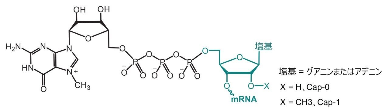 mRNA キャップ構造