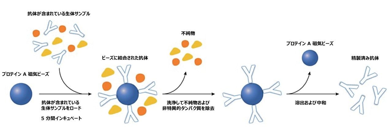 プロテイン A 結合磁気ビーズを使用する抗体精製の一般プロトコル