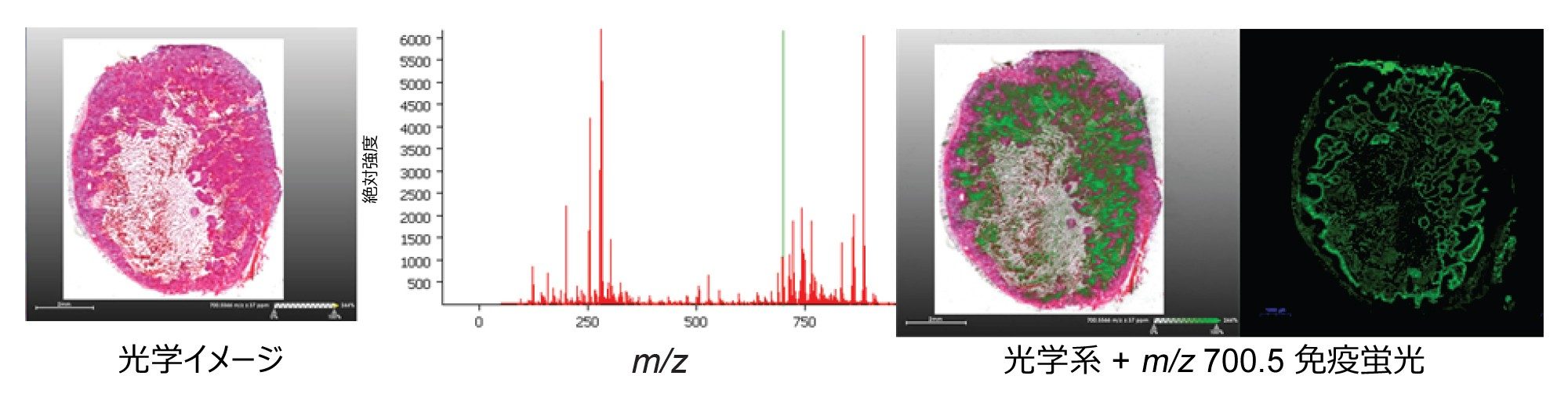 H&amp;E イメージへの単一イオン分子種（m/z 700.5）の重ね描き