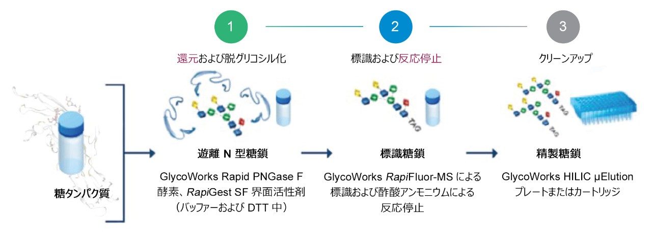 GlycoWorks RapiFluor-MS 還元プロトコルを使用した、複雑な N 型糖鎖の迅速な前処理ワークフロー