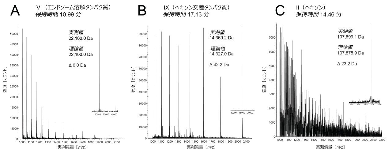 HuAdV5 GFP サンプルで観測された、最も含有量が多い 3 分子種の ESI-MS で得られた飛行時間型マススペクトル