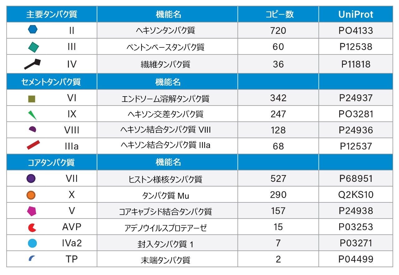 機能に基づいて分類した成熟キャプシドのアデノウイルスタンパク質