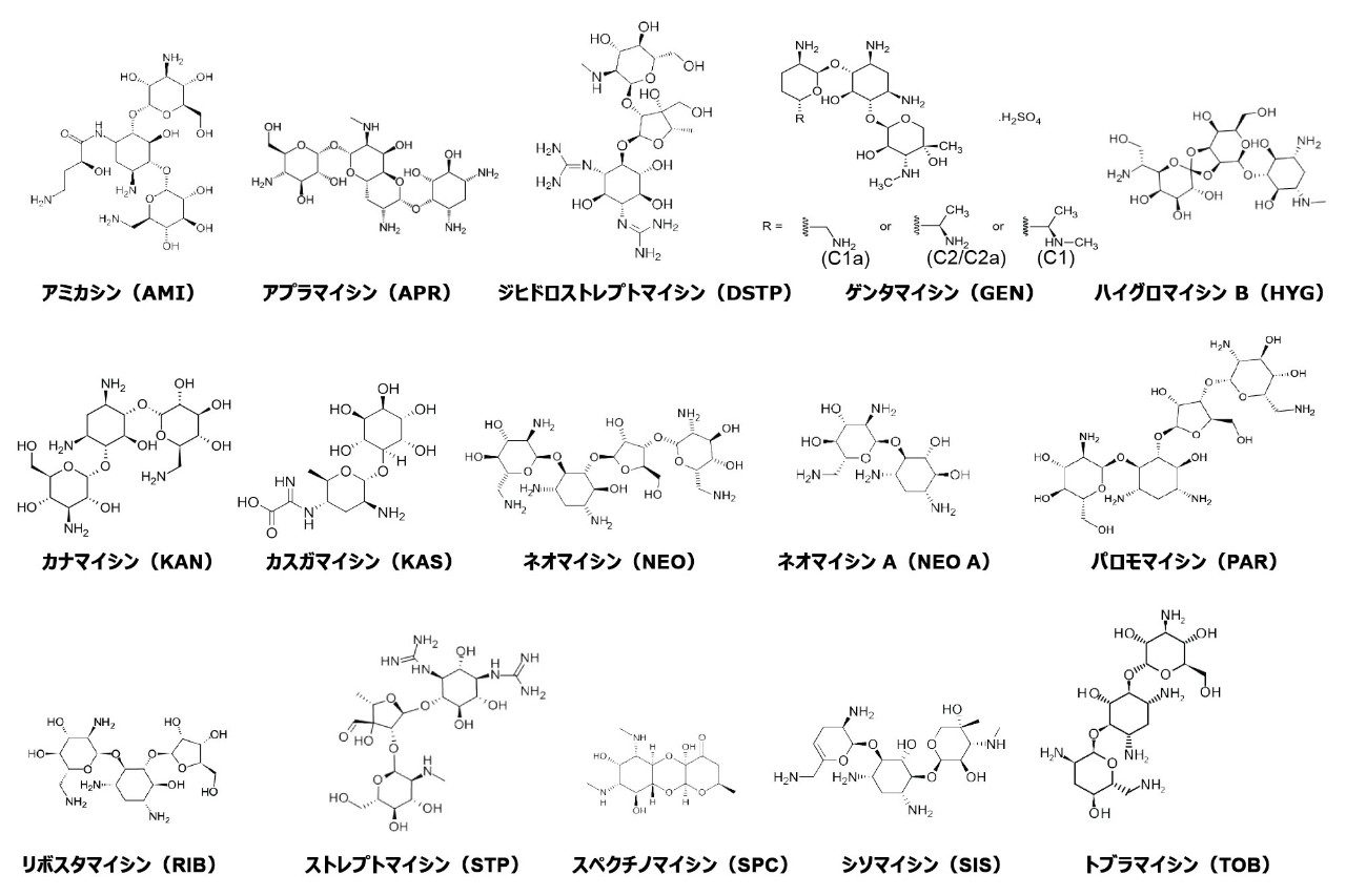 本試験に使用した AMG 類の構造式。ゲンタマイシンには 4 つの異性体（C1、C1A、C2、C2A）があります。