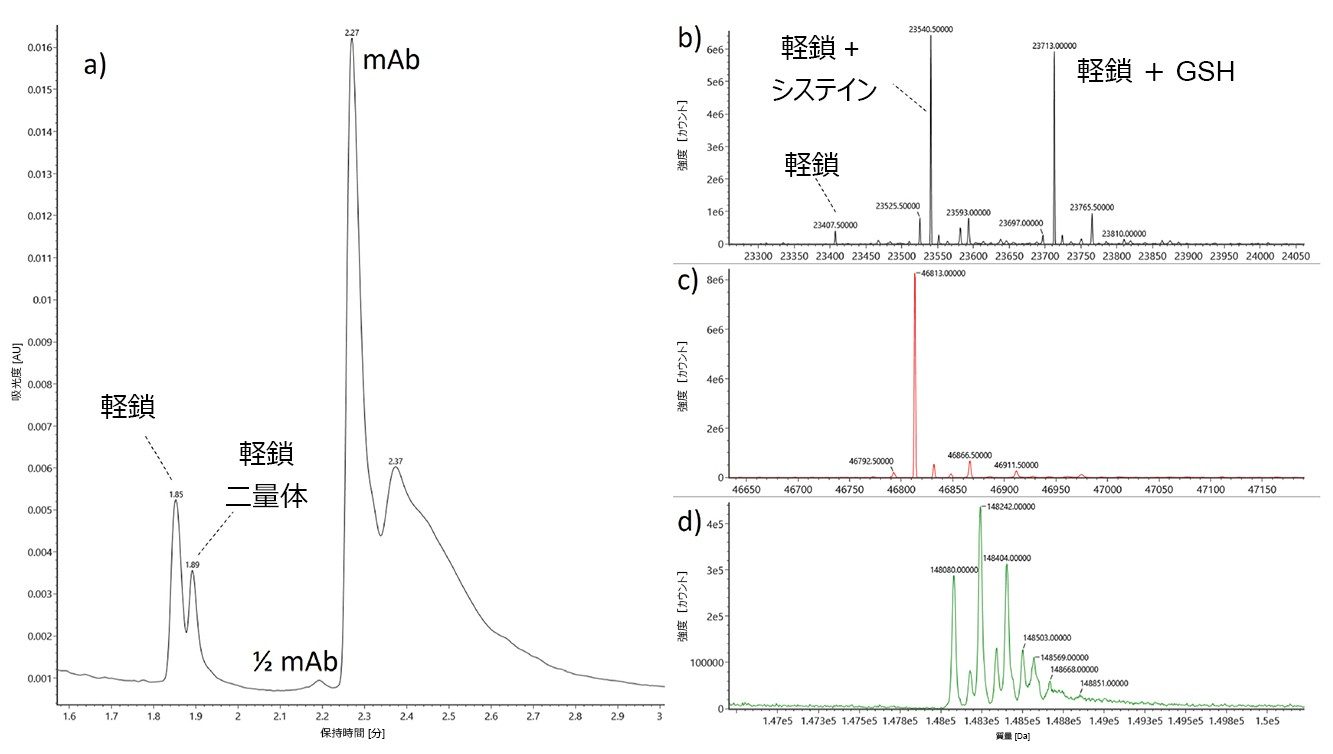 図 1.遠心分離およびろ過した細胞培養の LC-MS で見られる存在量の多い分子種の UV クロマトグラム（A）およびデコンボリューション済み質量スペクトル。軽鎖は、いくつかの修飾型（b）で構成されており、特に C 末端システインのシステイン化およびグルタチオン化が注目されます。軽鎖ダイマー（c）およびインタクト mAb （d）のデコンボリューション質量も上に示しています。