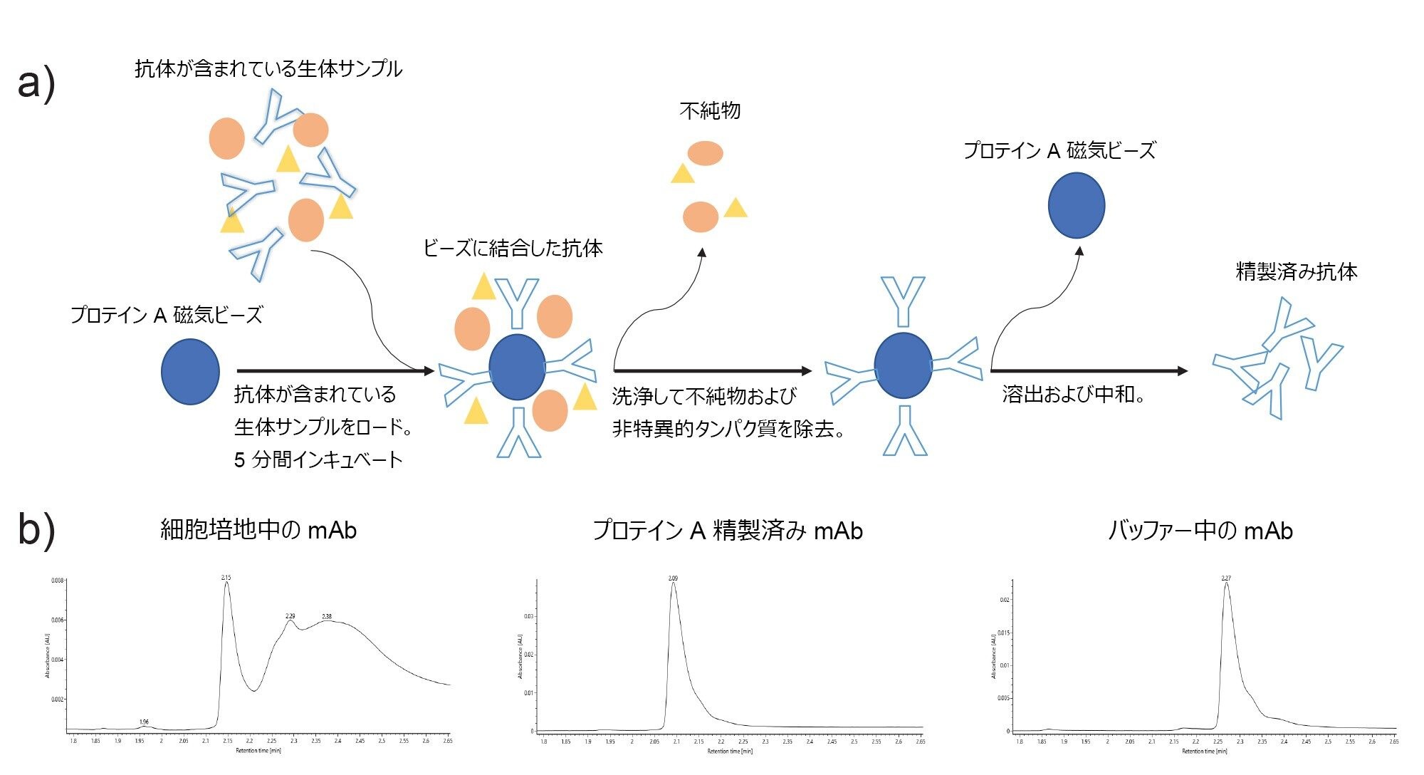 a）プロテイン A 結合磁気ビーズを使用する抗体精製の概略図。b）細胞培養培地中のプロテイン A 精製後のモノクローナル抗体のクロマトグラム、およびバッファー中のモノクローナル抗体のクロマトグラム。