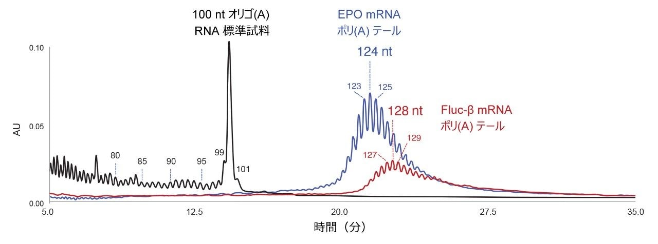 100 nt のオリゴ（A）合成 RNA オリゴヌクレオチド標準試料の分離