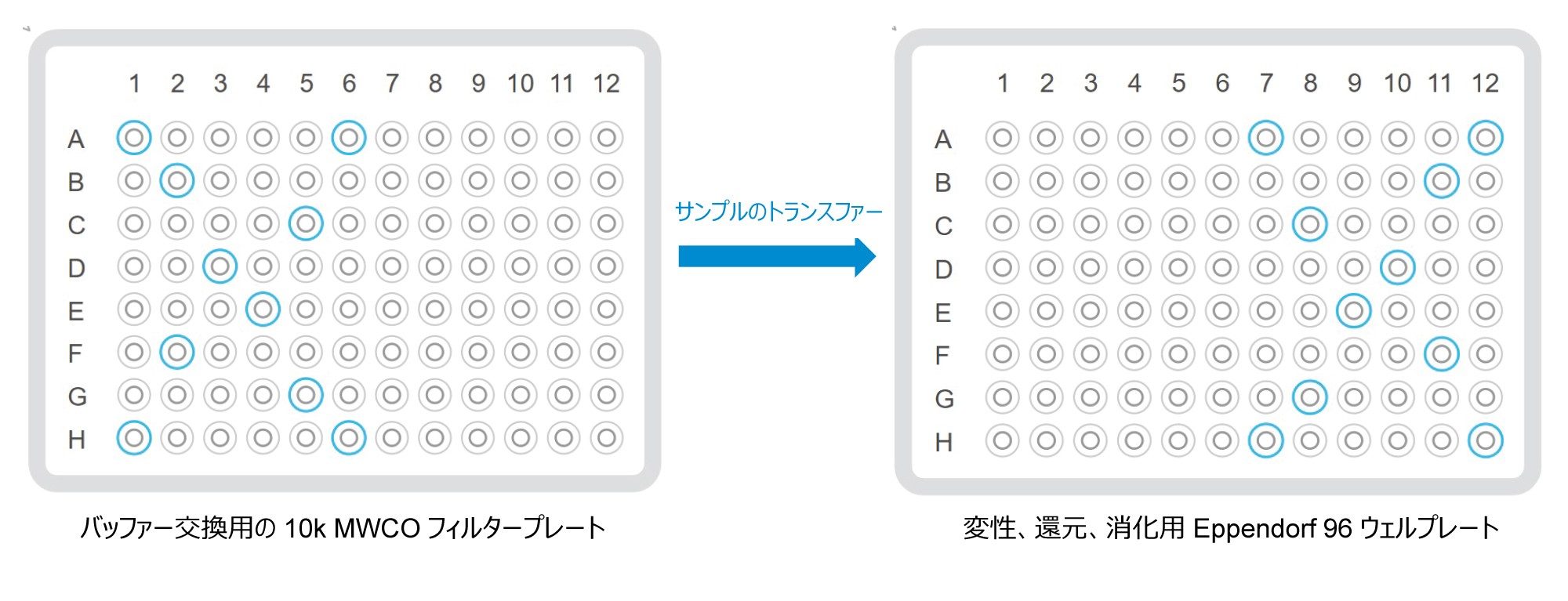  再現性試験のための 10 の代表的なウェル位置。ウェル位置がバッファー交換前後で鏡像化されていることに注意してください