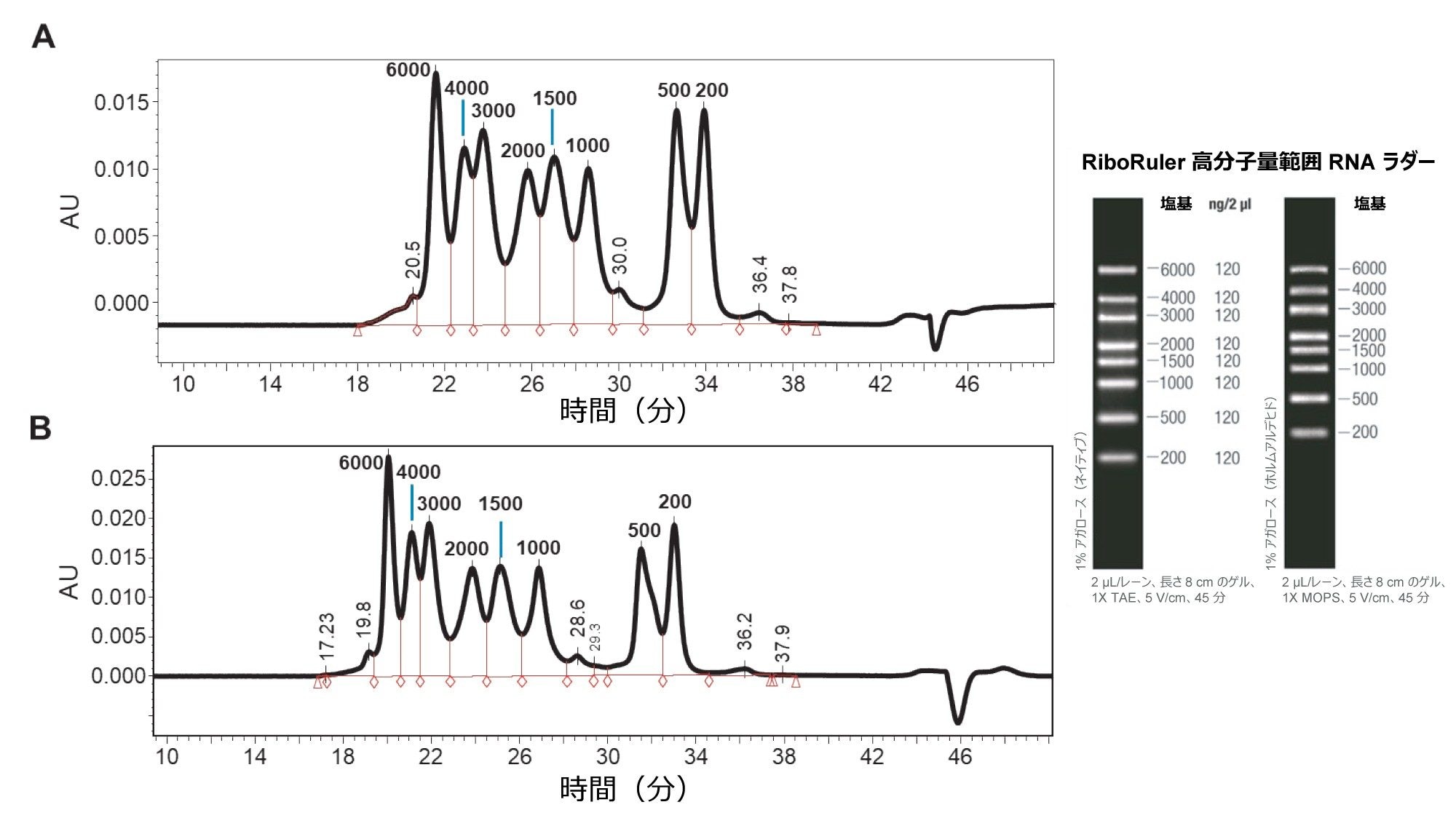 XBridge Premier GTx BEH SEC 450 Å 2.5 µm カラムを用いた、広範囲の一本鎖 RNA ラダーの SEC ベースの分離