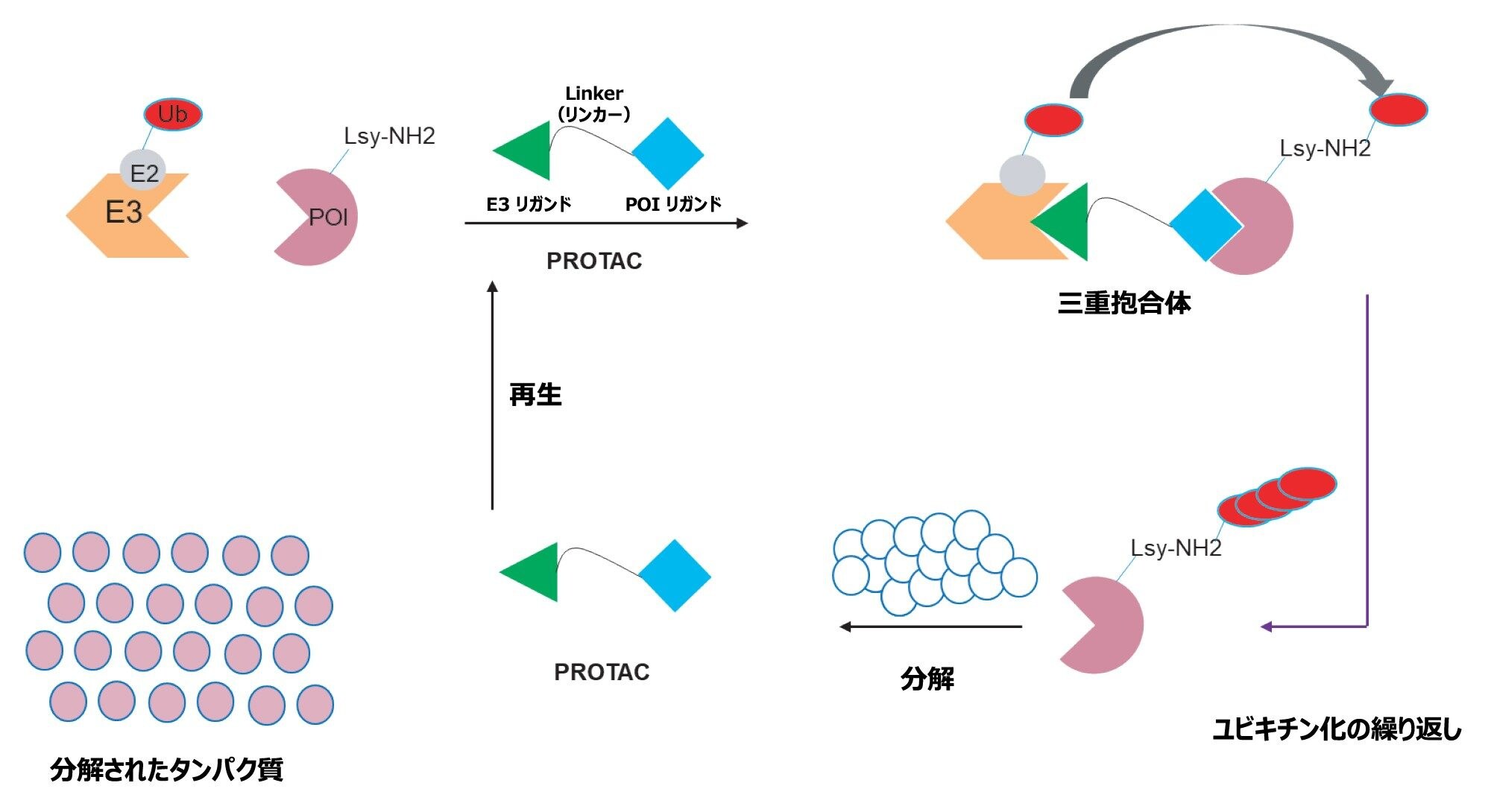 PROTAC によるタンパク質分解