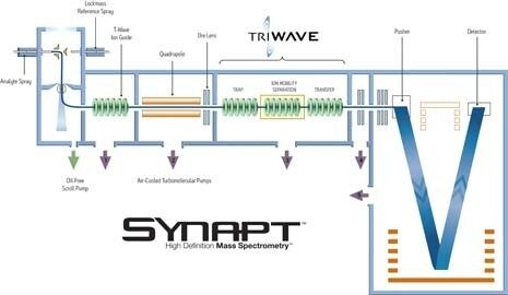 SYNAPT/TRIWAVE 워크플로우