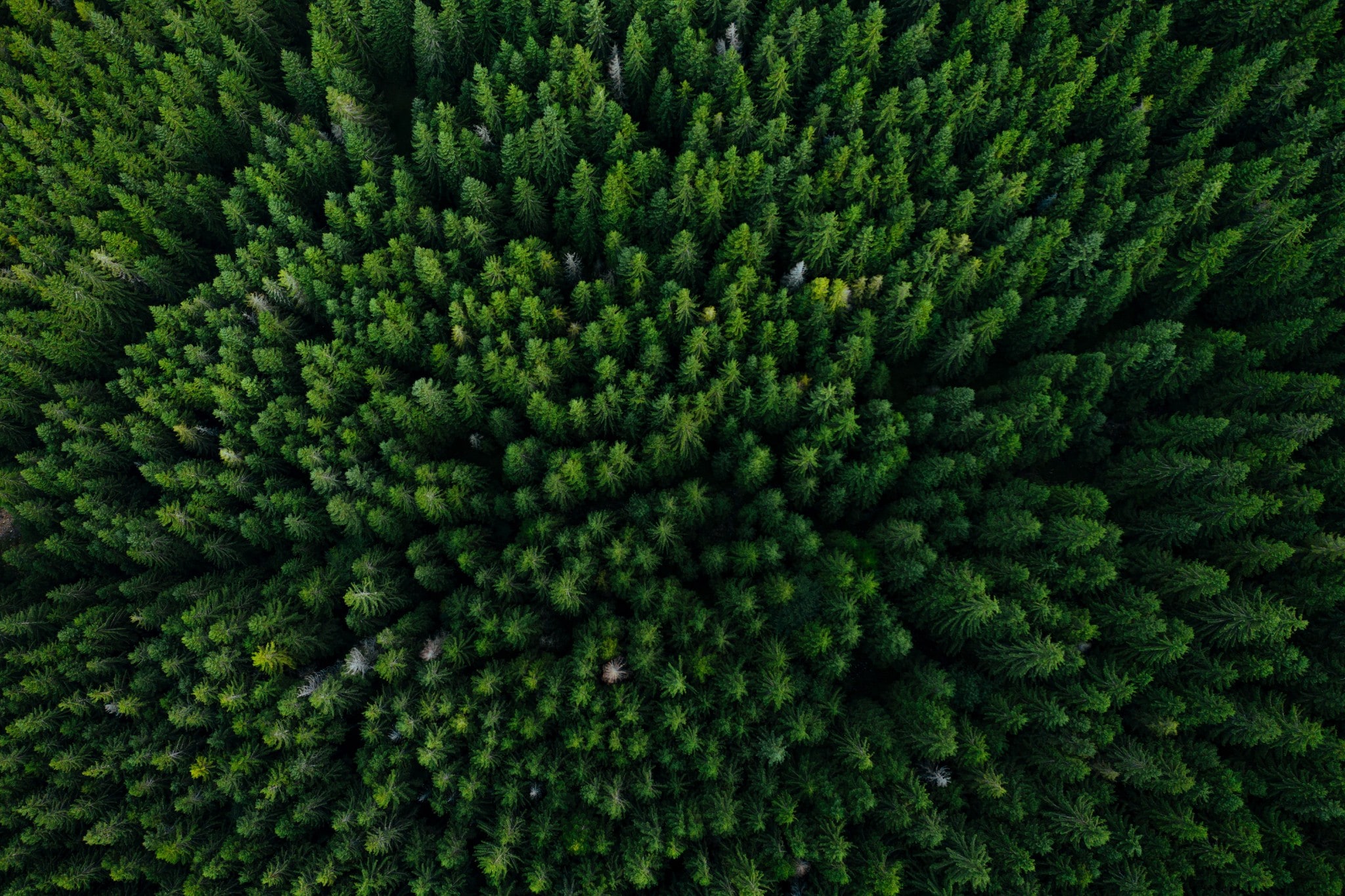 Visão área de uma floresta verde e exuberante