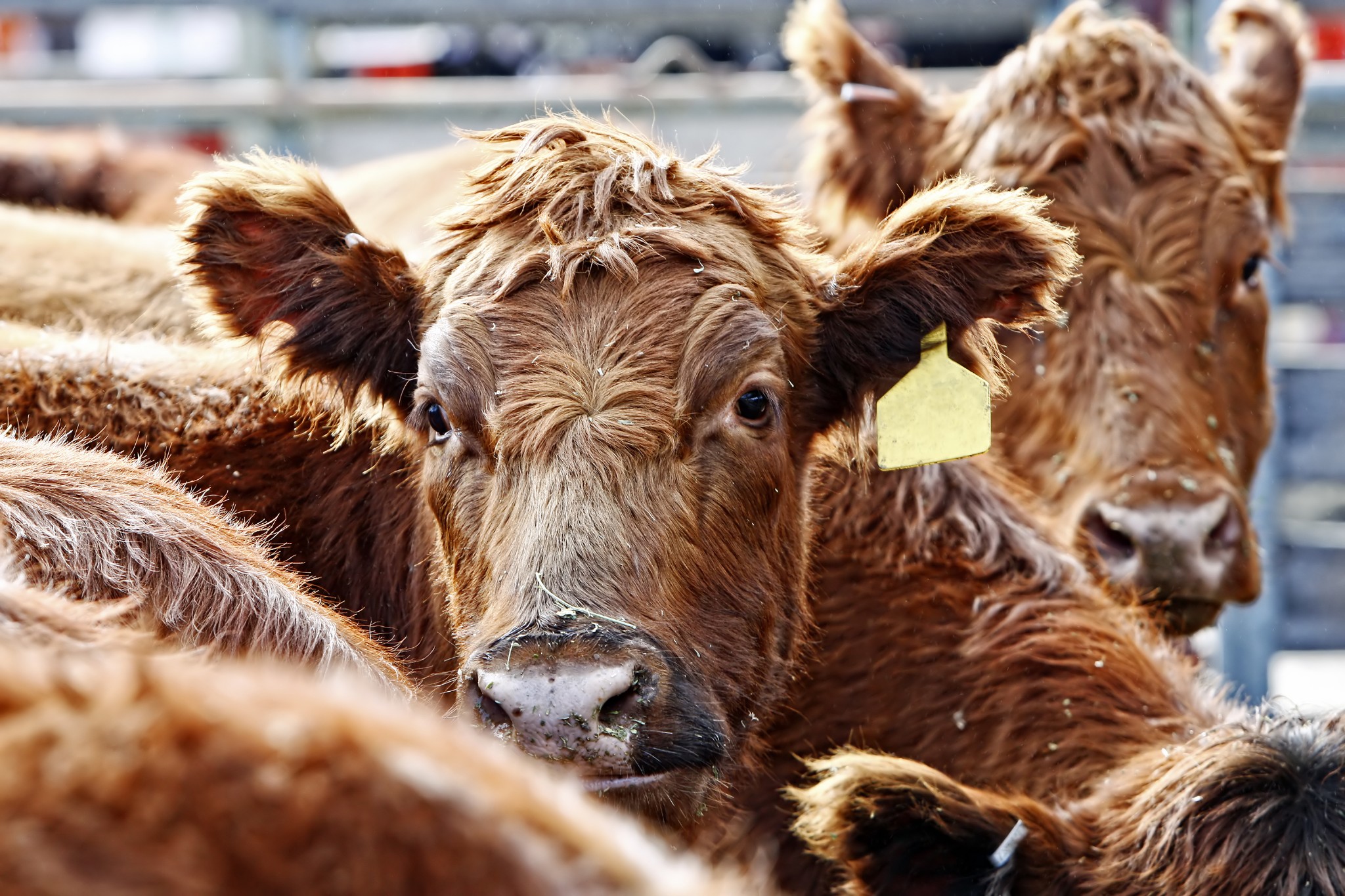 Imagem aproximada de gado Red Angus