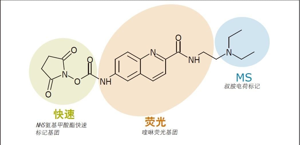 图1.RapiFluor-MS的分子结构。