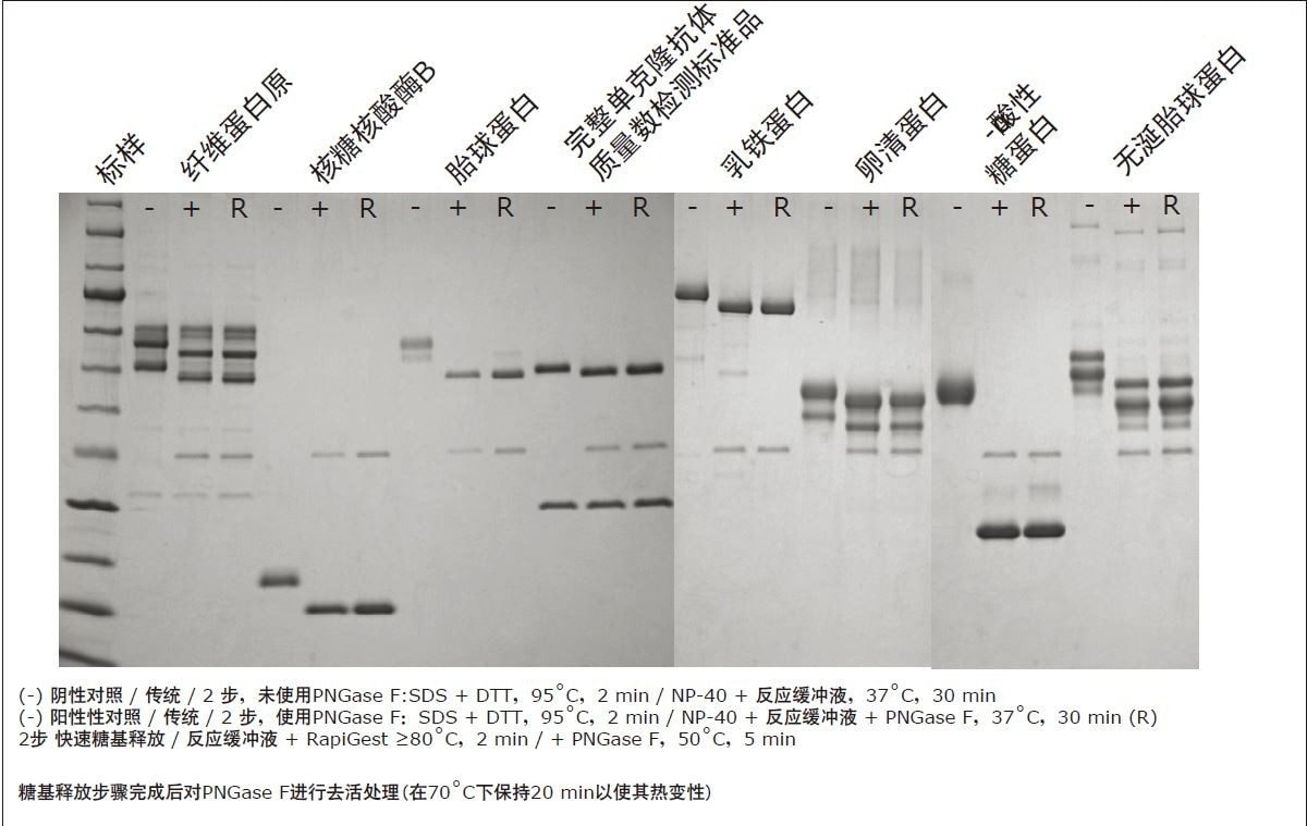 图7.糖蛋白糖基释放的凝胶电泳分析。