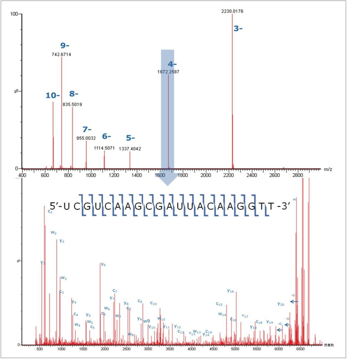 LC-MS/MS full ladder sequence confirmation for the ssRNA sequence of 5'-UCGUCAAGCGAUUACAAGGTT-3' was achieved