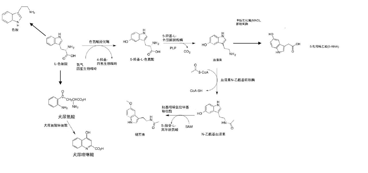 色氨酸代谢途径示意图