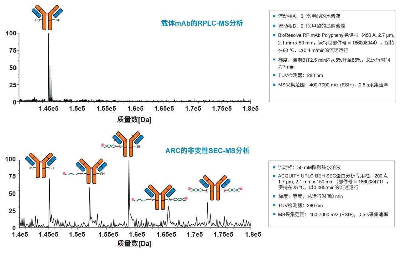 上图：载体蛋白的电荷去卷积完整质量数。下图：非变性SEC-MS分析检出的电荷去卷积DAR物质。