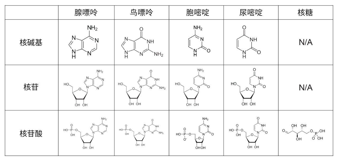 核酸碱基、核苷和核苷酸的分析物结构