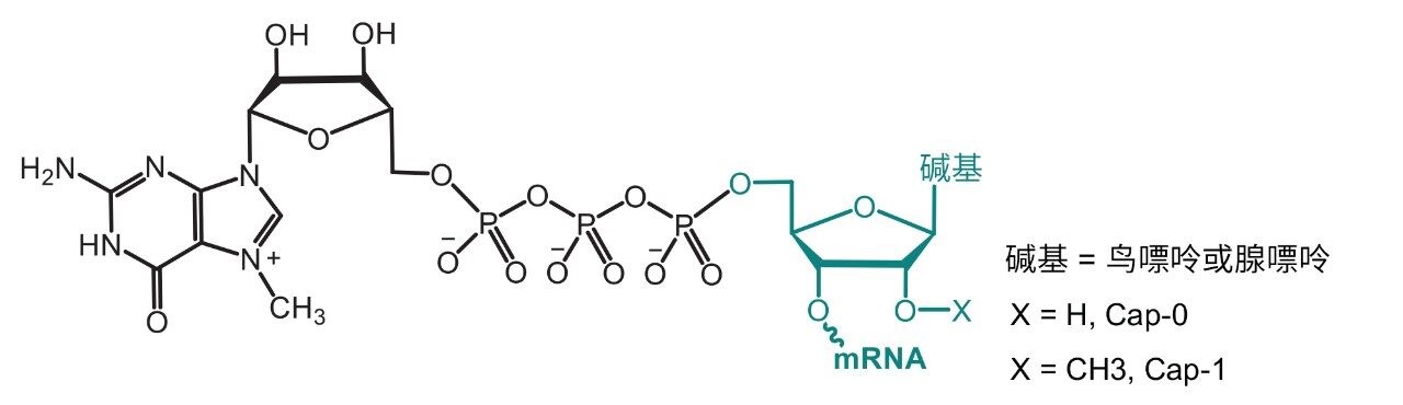 mRNA帽状结构。