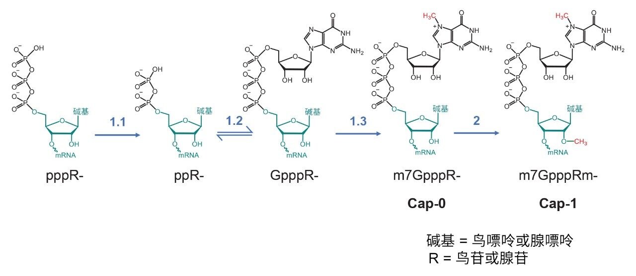 RNA的酶促加帽过程。