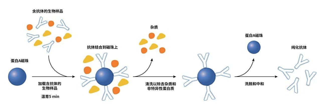 使用蛋白A偶联磁珠进行抗体纯化的通用方案