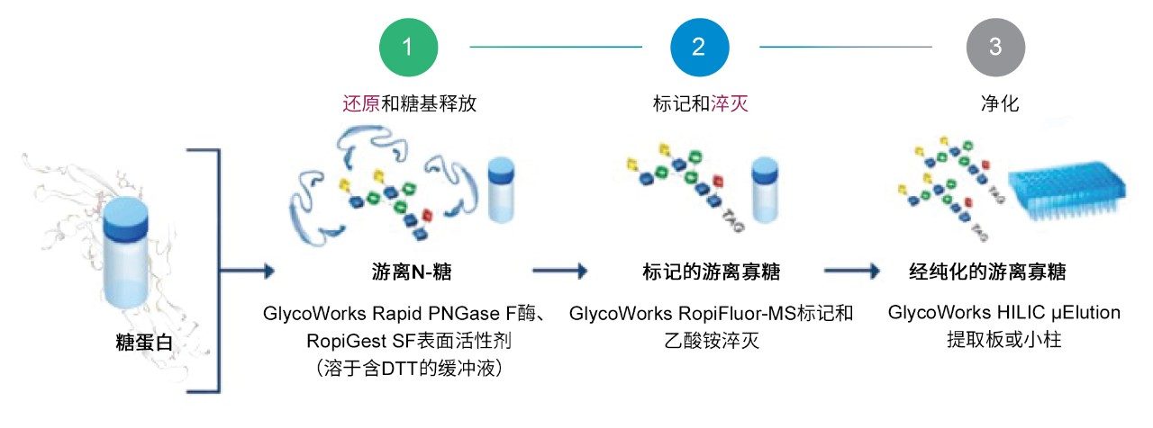 使用GlycoWorks RapiFluor-MS还原方案快速制备复杂N-糖的工作流程。