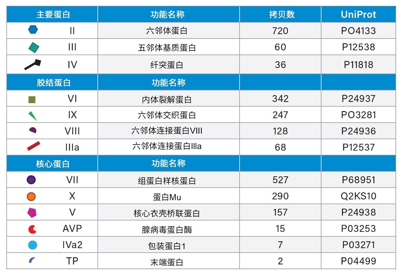 成熟衣壳的腺病毒蛋白，按功能分类