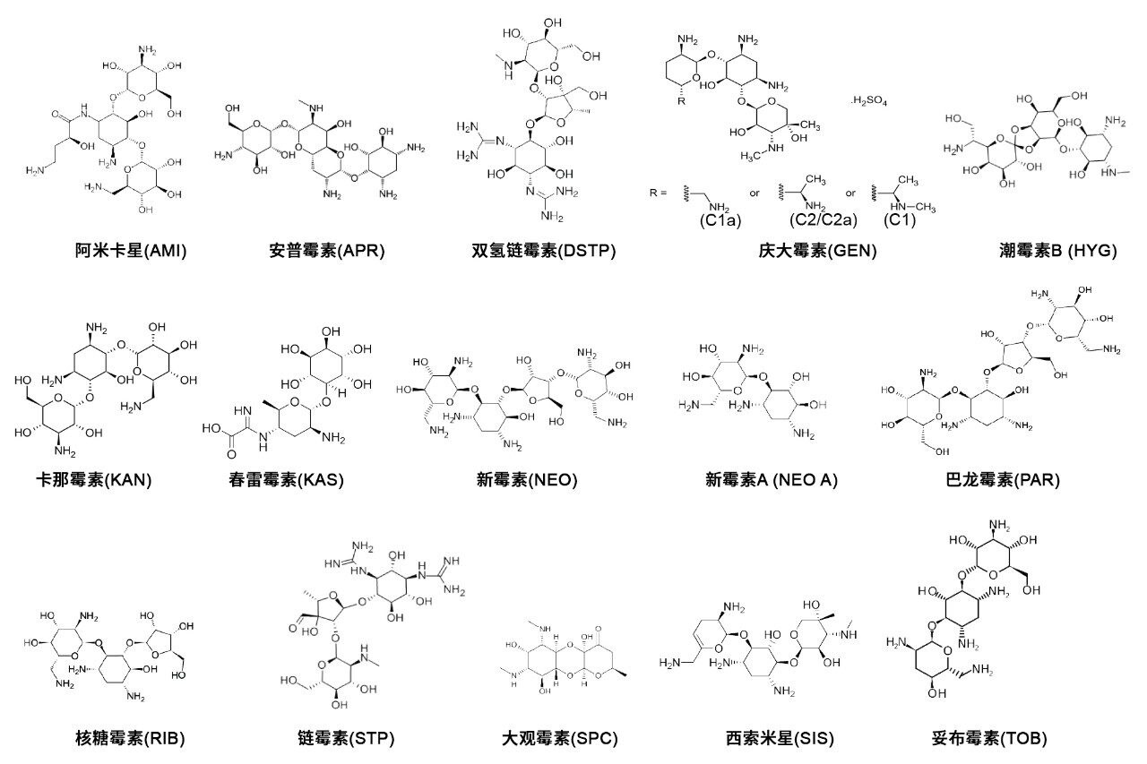 本研究涉及的AMG的结构。庆大霉素有4种异构体(C1, C1A, C2, C2A)。