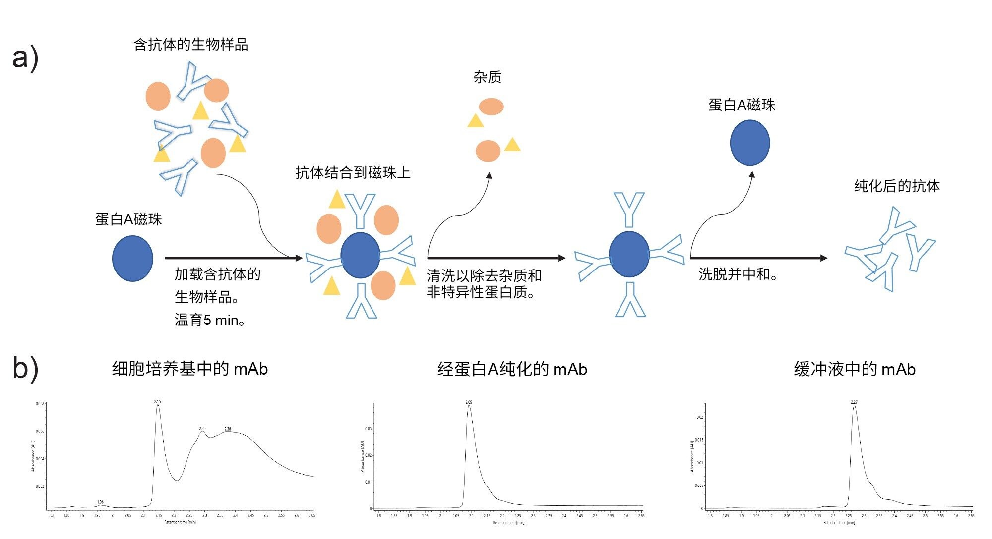 a)使用蛋白A偶联磁珠纯化抗体的示意图。b)经过蛋白A纯化的细胞培养基中的mAb以及缓冲液中的mAb的色谱图。