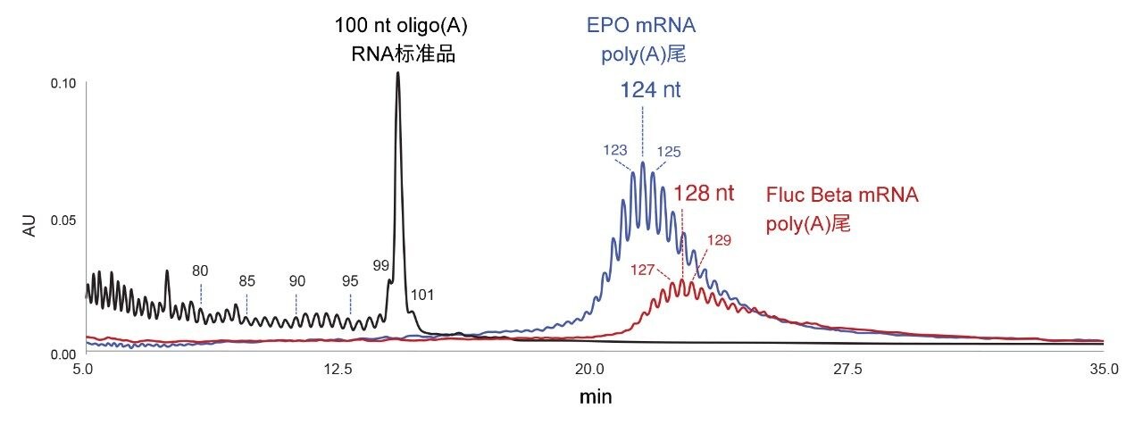 分离100 nt oligo(A)合成RNA寡核苷酸标准品