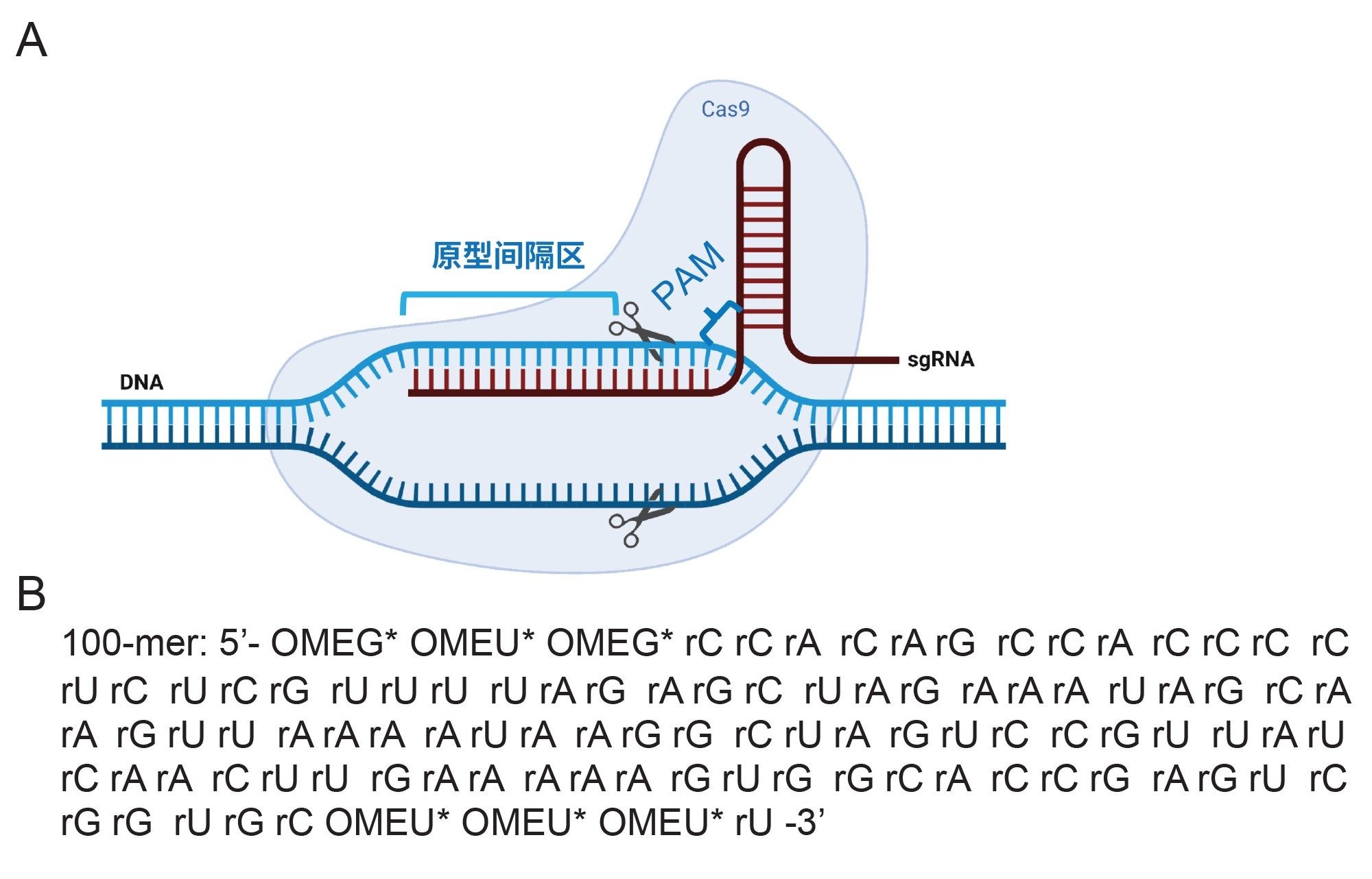 CRISPR-Cas9核糖核蛋白(RNP)复合物的示意图，其中包含与Cas9蛋白和互补DNA结合的单向导RNA (sgRNA)。图片来自BioRender.com。